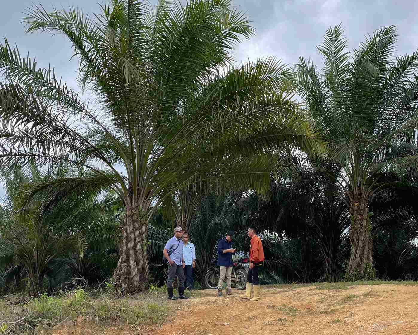 Djp Tengok Perkembangan Pbb Sektor Perkebunan Penajam Paser Utara